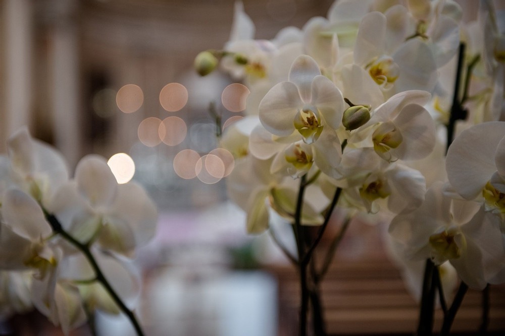 COME CURARE LE ORCHIDEE PHALAENOPSIS